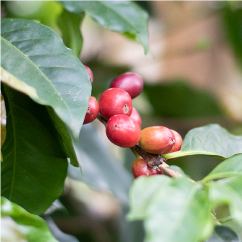 Coffee training picture of coffee cherries